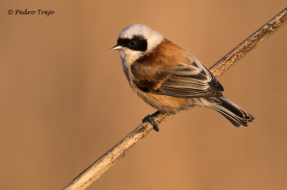 Pajaro moscon (Remiz pendulinus)